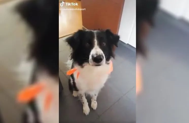 traducir Día cartucho Video | El perro que ladra cada vez más “despacito” según le indica su  dueña | La 100