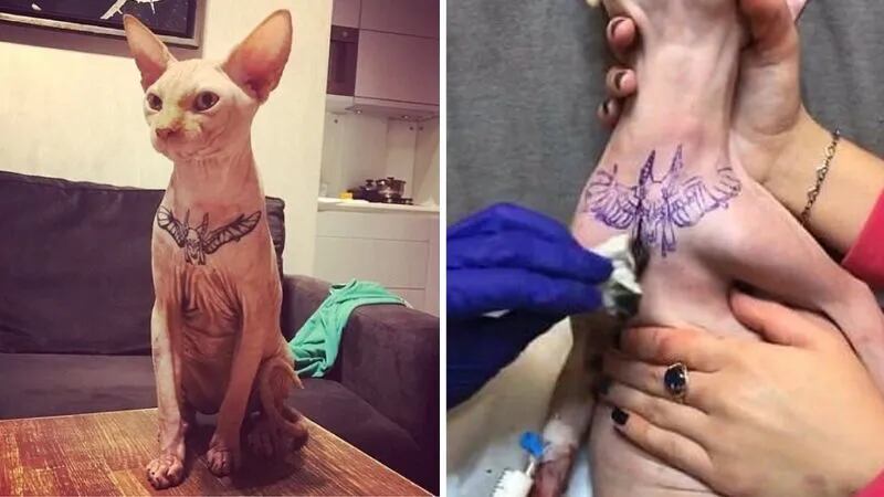 Maltrato animal: anestesió a su gato para hacerle un tatuaje y fue repudiada en las redes