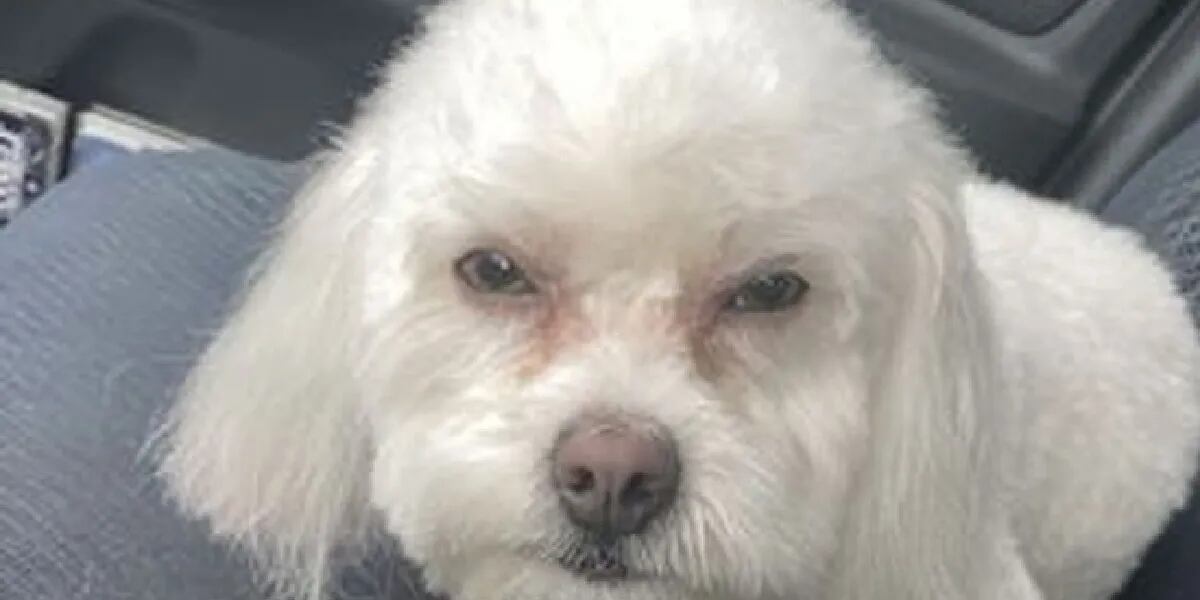 Una mujer fue a buscar a su perro a la peluquería canina, le devolvieron otro y su reacción se hizo viral