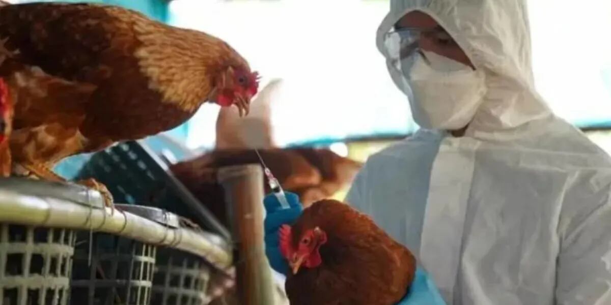 Se confirmaron dos nuevos casos de gripe aviar en ciudades de Córdoba y Salta y hay preocupación