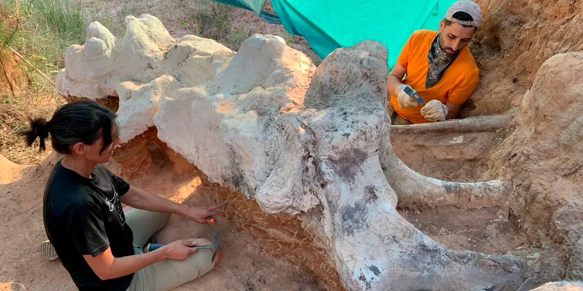 Encontró restos de un enorme dinosaurio de 25 metros en el patio de su casa: “No es habitual”