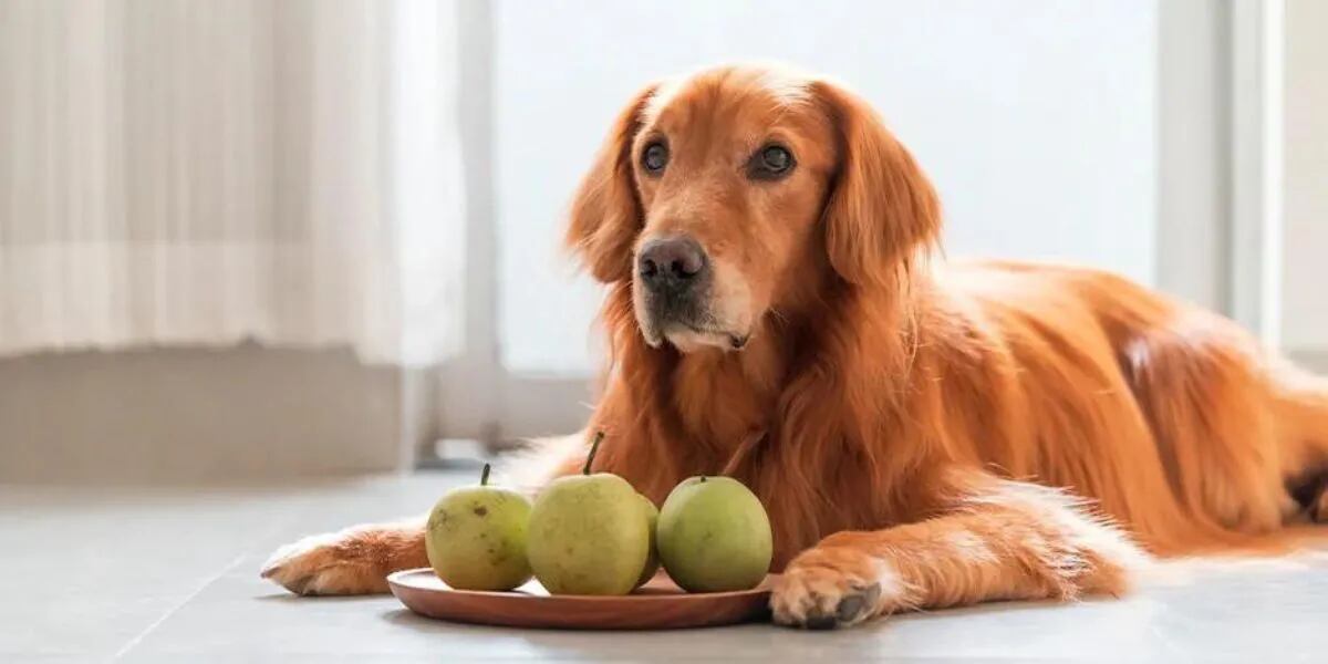 Qué pasa si un perro come manzana y cuál es el efecto de otras frutas y verduras