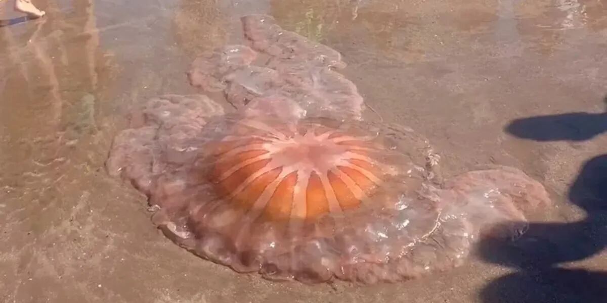 Apareció una medusa gigante en las costas del sur de Mar del Plata y causó temor entre los turistas