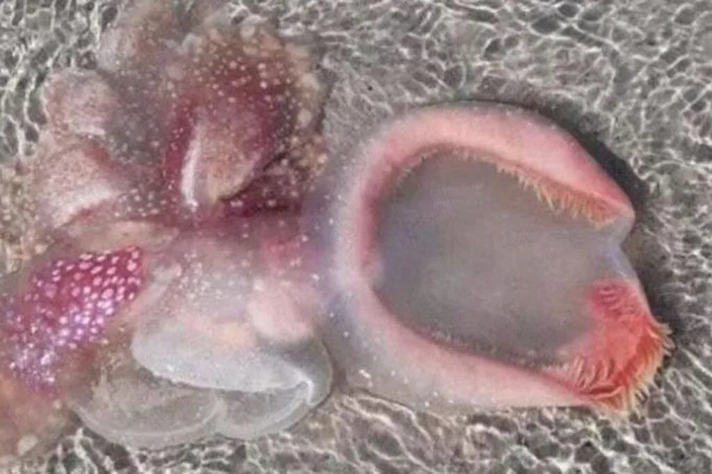 Encontraron una rara criatura “extraterrestre” en una playa que aterrorizó a los bañistas