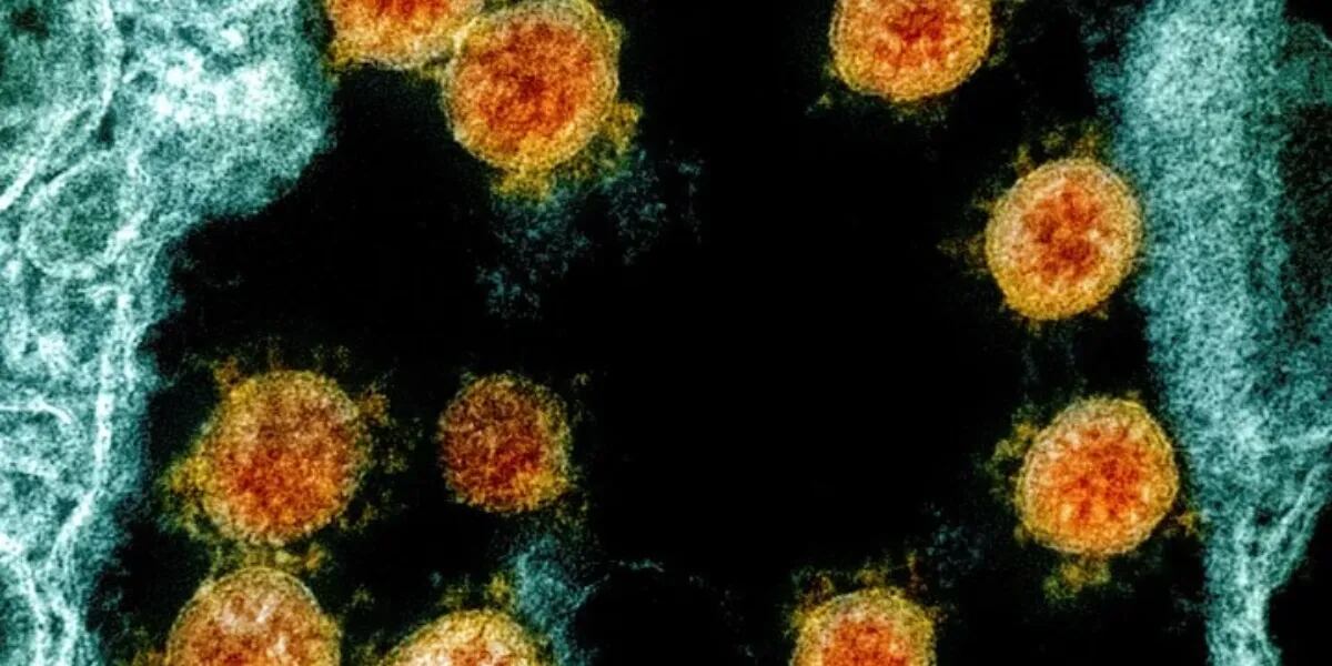 “Coronavirus potenciado”: cómo es la hiper contagiosa y letal versión que se creó en un laboratorio de Estados Unidos