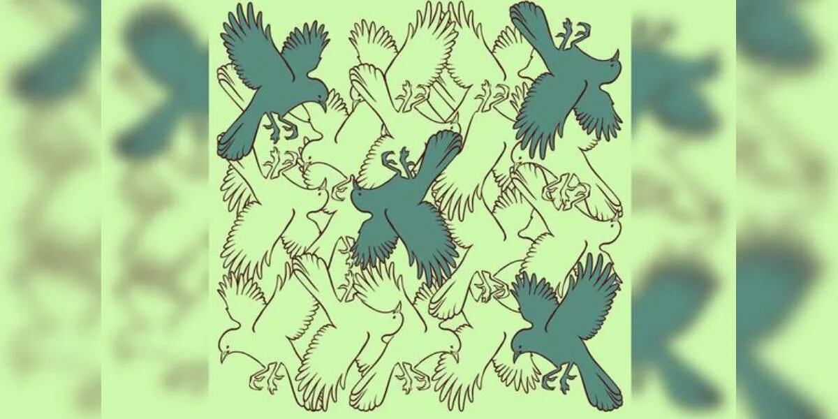 Reto visual: encontrá las cuatro palomas ilustradas por completo en la imagen