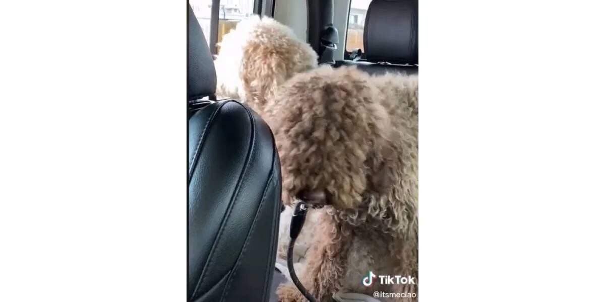 Mujer lleva perros al peluquero, pero cuando los va a buscar se lleva una sorpresa (hay video)