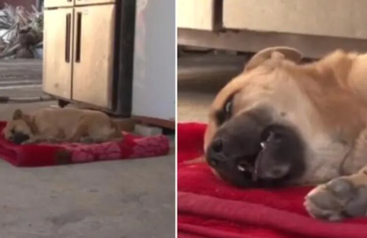 Un perrito llora mientras duerme tras ser víctima de maltrato. (Foto captura video).