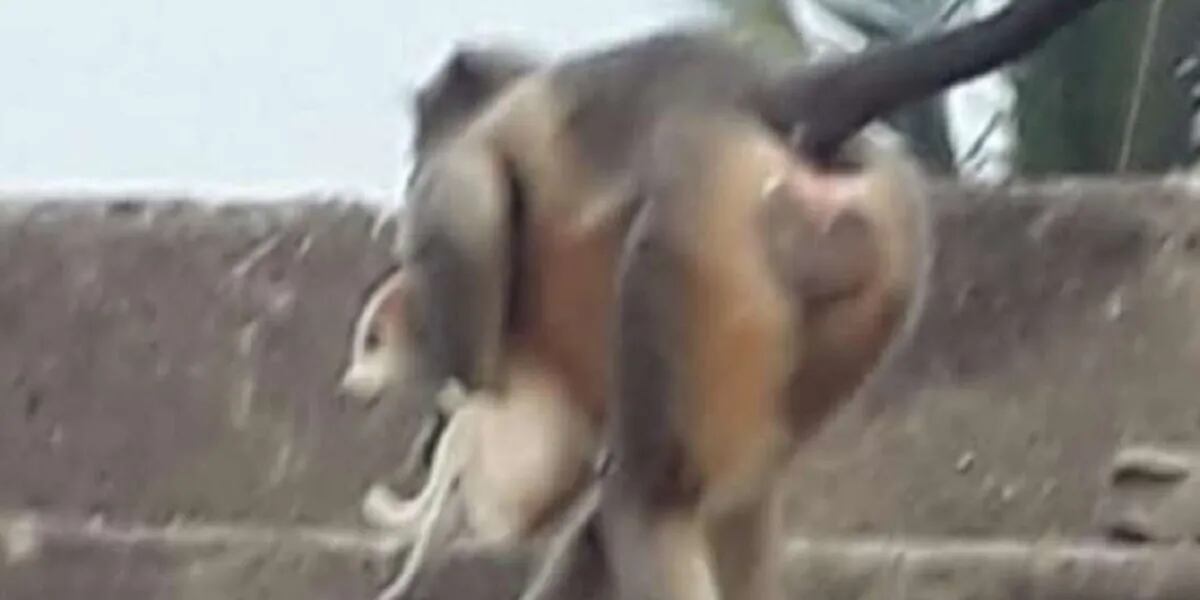 “Arrestaron” a dos monos acusados de asesinar a 200 perritos por una supuesta venganza
