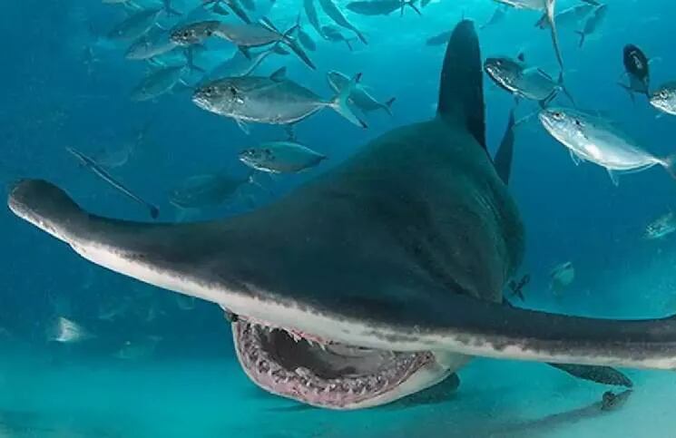 Los Tiburones martillo son una especie exótica, al punto tal que están considerados una especie en peligro de extinción.