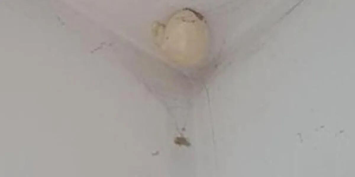 Un extraño huevo que crece en el techo de una casa hizo estallar las redes: “Llamá a los cazafantasmas”