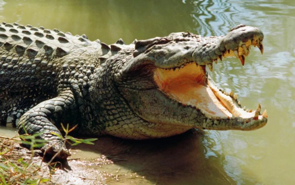 Lo que encontraron en la boca de este cocodrilo horrorizó a todos | Radio  Mitre