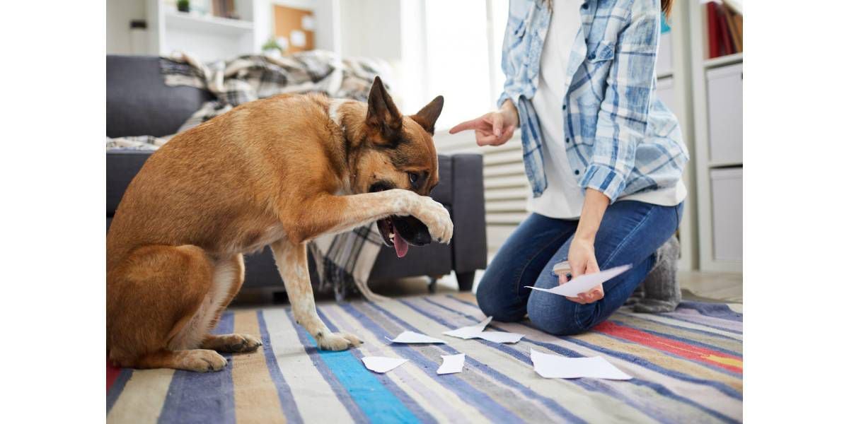 Por qué no debés gritarle a tu perro: un estudio revela los daños que puede sufrir
