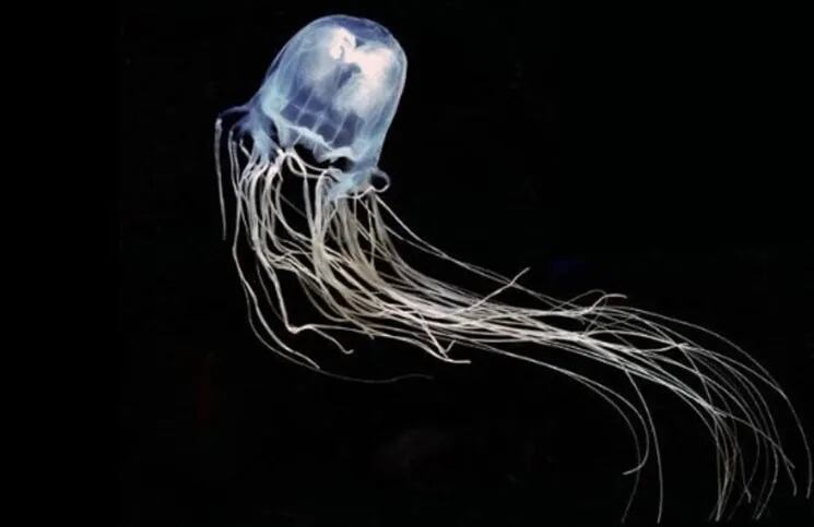 Científicos descubren plástico en el interior de una medusa