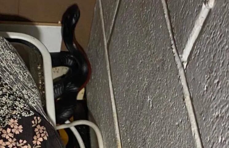  Una mujer se encontró con una serpiente venenosa adentro de la tostadora
