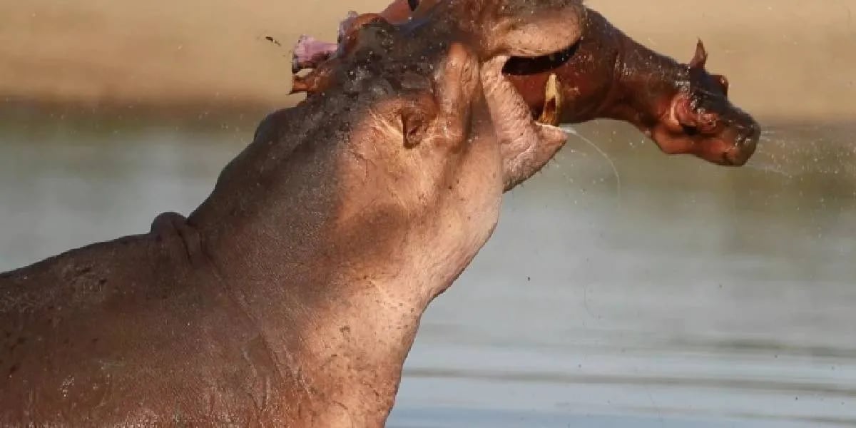 Momento en que un hipopótamo adulto mata a un cría.