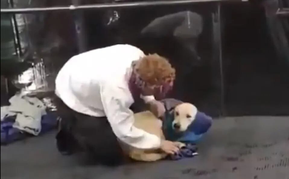 Video conmovedor: vio a un perro con frío, se sacó el sweater y se lo puso para que esté calentito