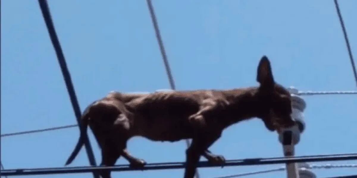 El "chihuahua araña": captan a un perro caminado sobre los cables de luz