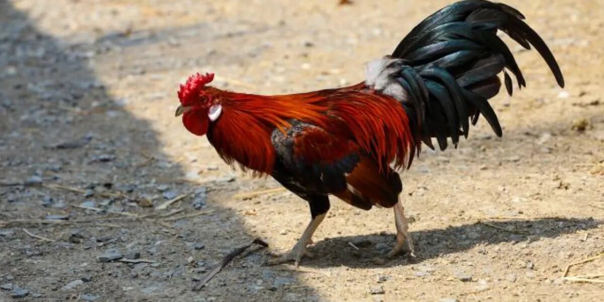 Dos hombres preparaban una pelea de gallos y murieron apuñalados por los animales