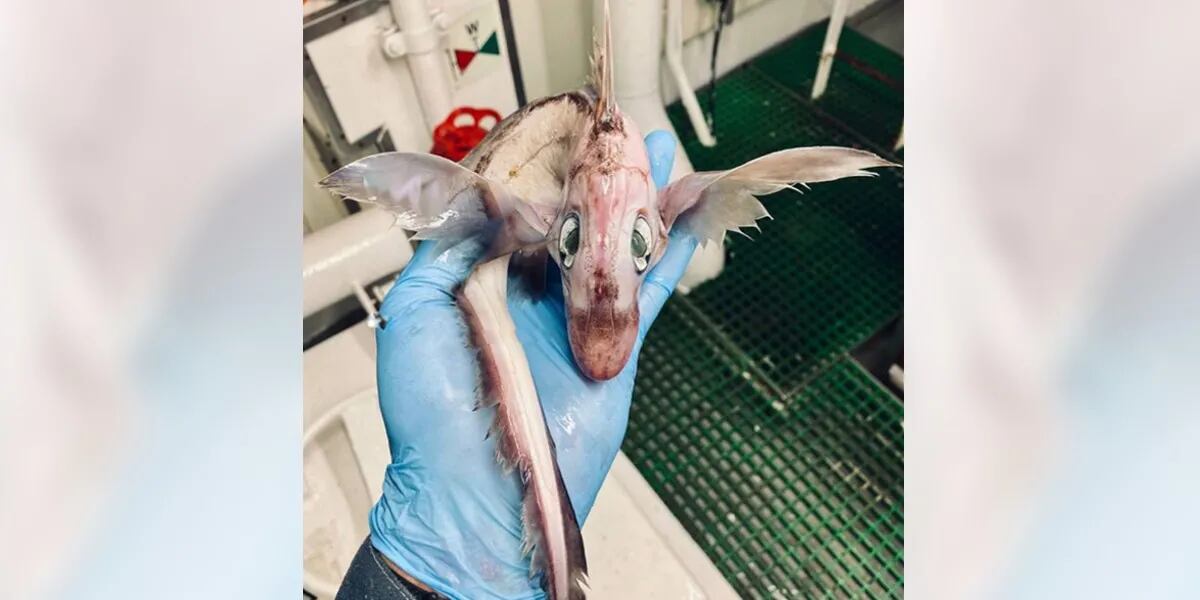 La foto viral del extraño pez que encontró un experto ruso: “Bebé dragón”