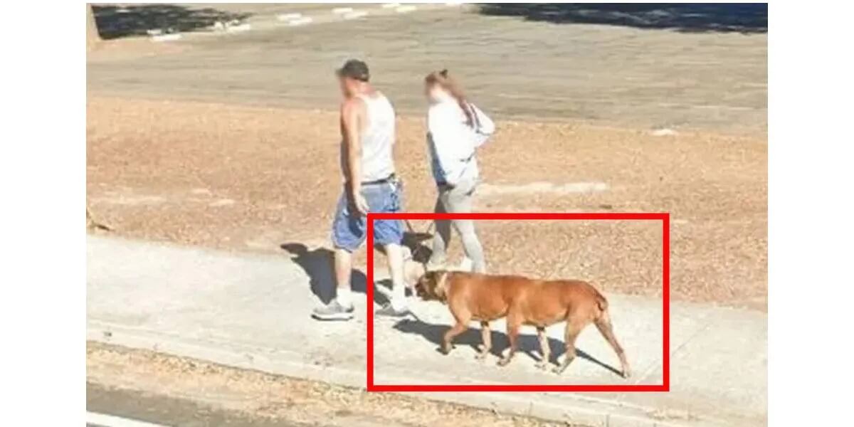 El curioso hallazgo de un usuario en Google Maps: un perro con seis patas