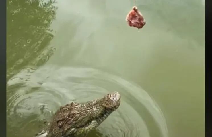 El asombroso salto de un cocodrilo tratando de capturar un pedazo de carne  | La 100