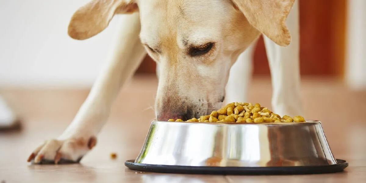 Un estudio reveló por qué es importante para la salud humana lavar con frecuencia el plato de comida de los perros