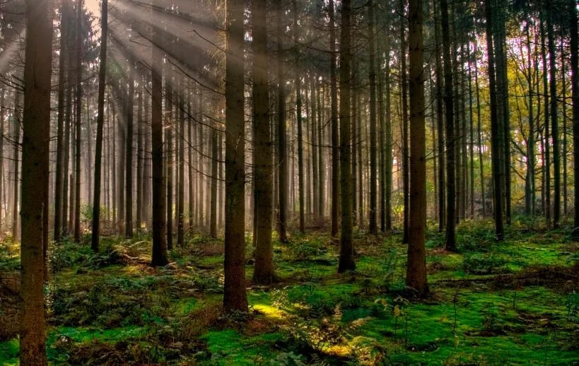 Multifuncionalidad de los bosques, imprescindibles para la vida en el planeta