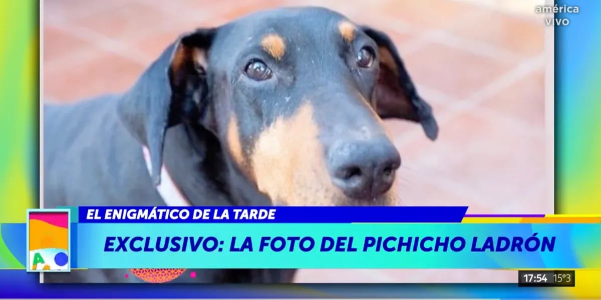 El mal momento de Graciela Alfano por su perro: “Le pega una patada”