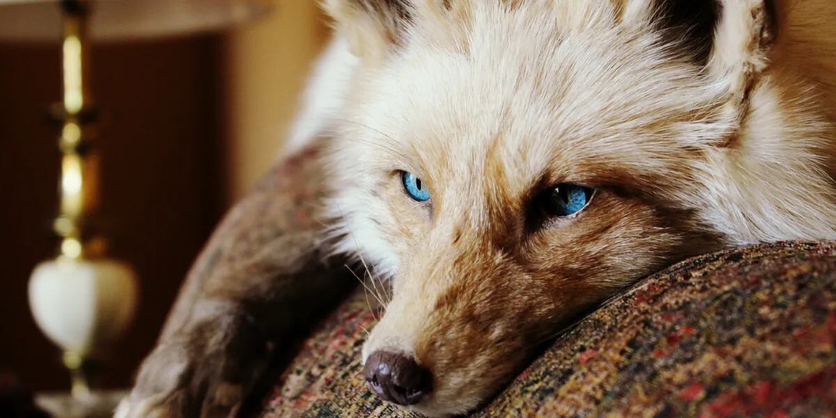 Ilusión óptica: encontrar el zorro de ojos azules en el parque en menos de un minuto