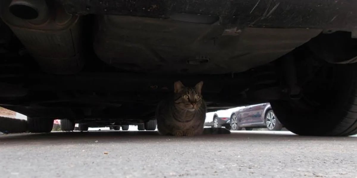Por qué los gatos se esconden debajo de los autos