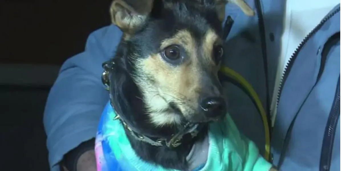 La nueva vida de Coco, el perro que fue detenido en Ezeiza y logró reencontrarse con su familia en Córdoba