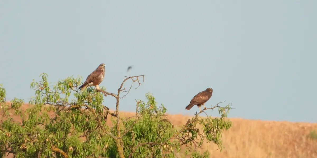 Reto visual a vuelo de pájaro: encontrar dos águilas en menos de 30 segundos