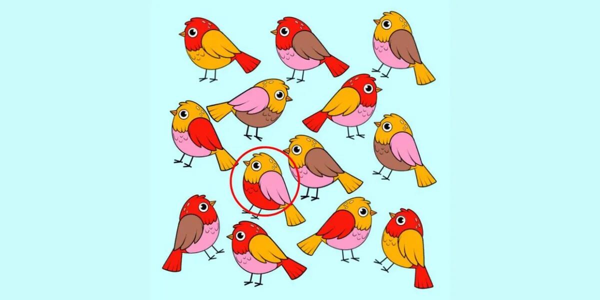 Reto visual para detallistas: encontrar al pájaro distinto al resto en menos de 10 segundos