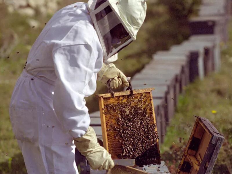 Parten 22,3 toneladas de miel a Marruecos