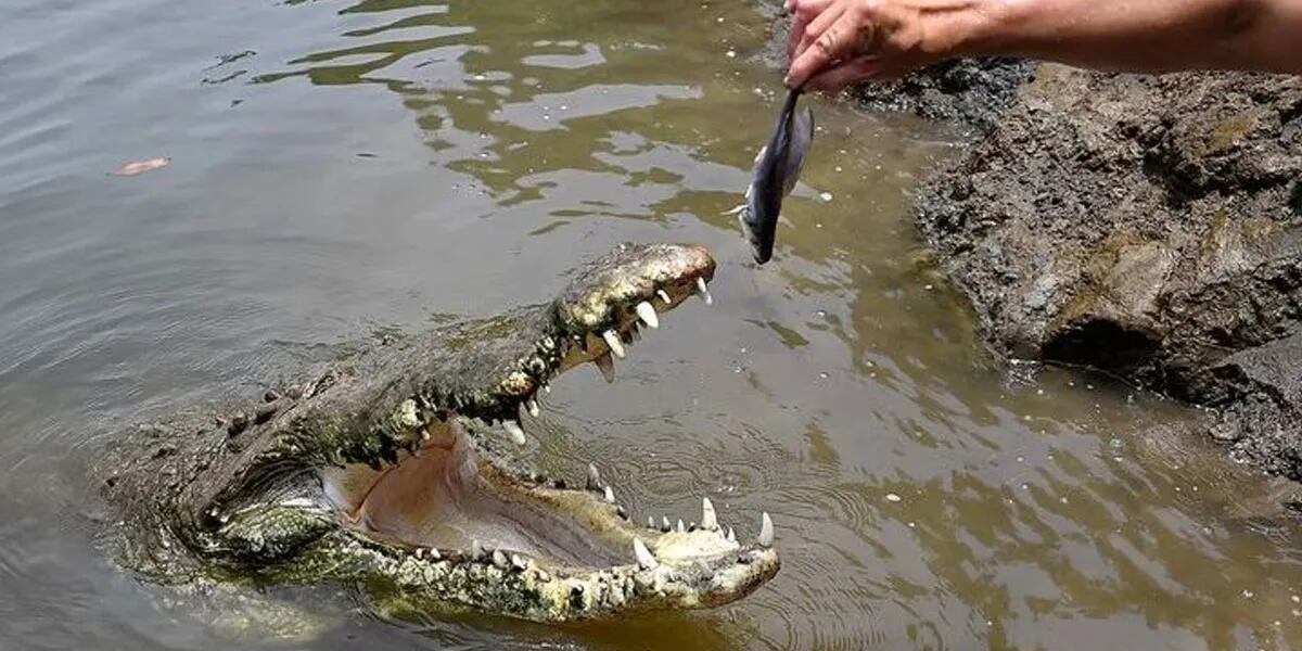 El feroz ataque de un cocodrilo a un hombre mientras pescaba: “Me tiró al agua y me giró”