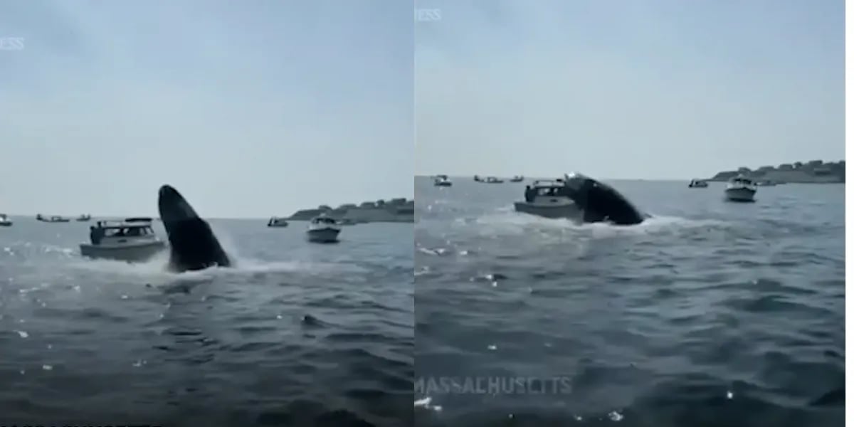 Video: el desesperante momento en el que una ballena salta y golpea una embarcación