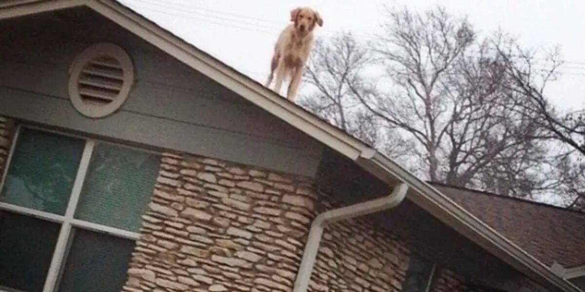 Un perro tiene una rara costumbre que hizo que colocaran un cartel de advertencia en la puerta de su casa
