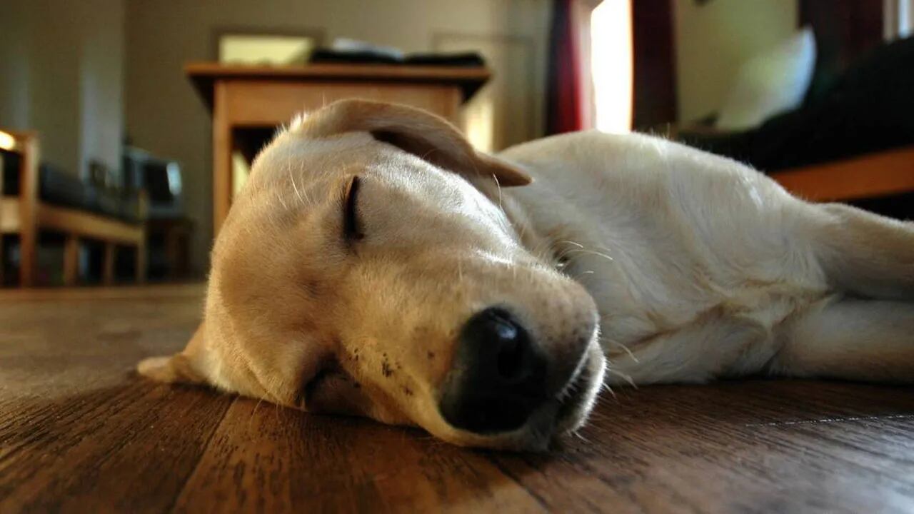 Cómo duerme tu perro: la posición y la cantidad de horas hablan mucho de su salud