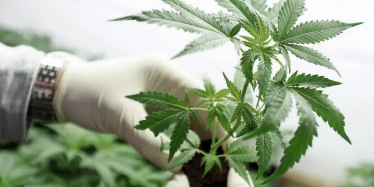 El Gobierno formalizó la promulgación de la ley de cannabis medicinal