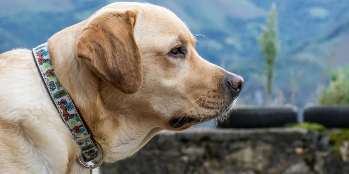Cuáles son los riesgos de dejarle siempre el collar puesto a los perros y por qué lo desaconsejan