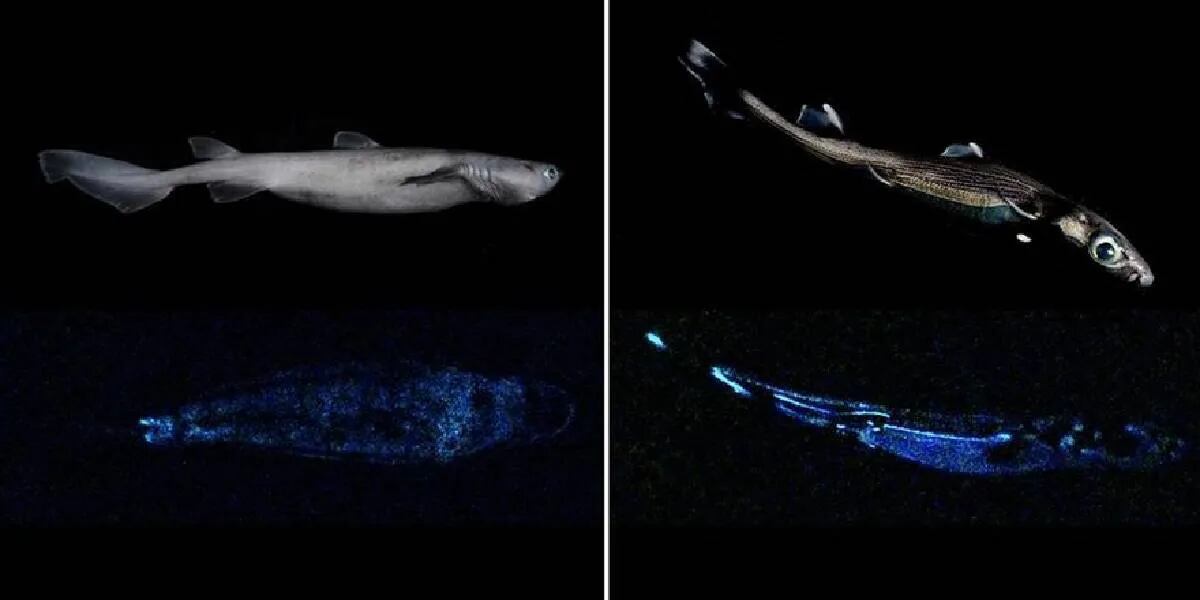 Encontraron el tiburón luminoso más grande del mundo (y hay foto)