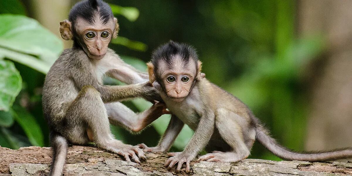 Por qué hoy, 14 de diciembre, se celebra el Día Mundial del Mono