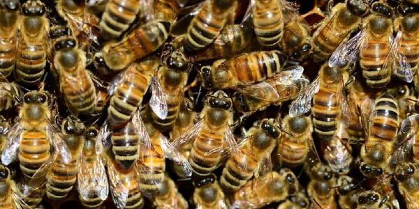 Murió atacado por abejas: un agricultor manipuló un enjambre, fue brutalmente atacado y agonizó durante días
