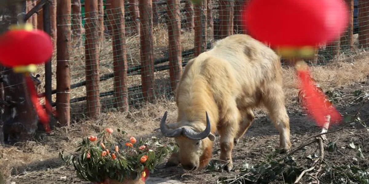 Fotografiaron a un híbrido entre vaca y cabra que “odia” a los humanos