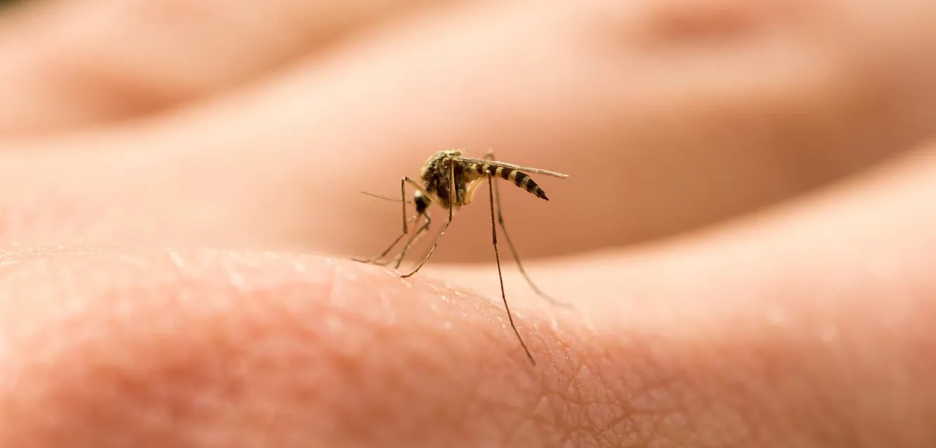 Alarma por dengue autóctono en Buenos Aires: qué significa y cómo prevenirse del virus