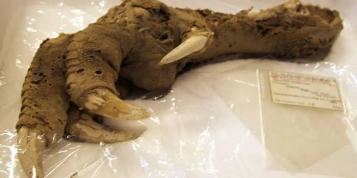 La garra casi intacta de un ave extinta de hace 3.300 años que parece de ciencia ficción (hay fotos)