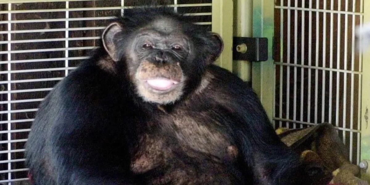 El desesperante llamado al 911 de una mujer a la que un chimpancé le arrancó la cara y las manos