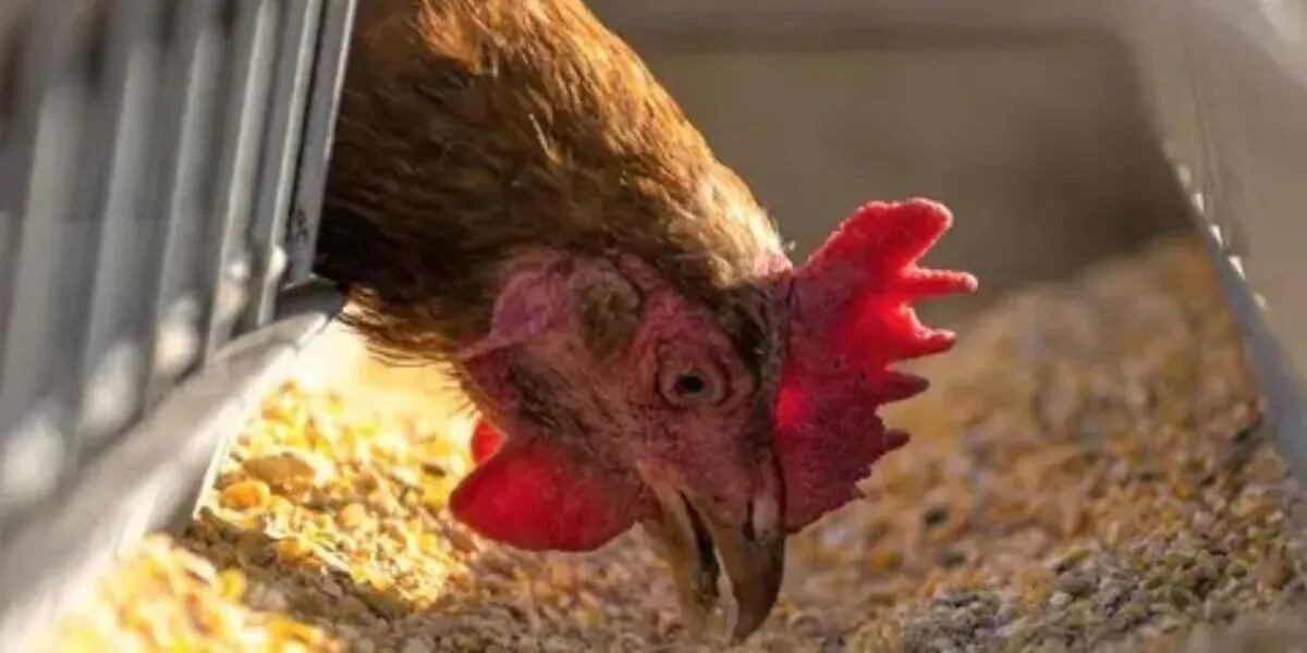 Se confirmaron dos nuevos casos de gripe aviar en ciudades de Córdoba y Salta y hay preocupación