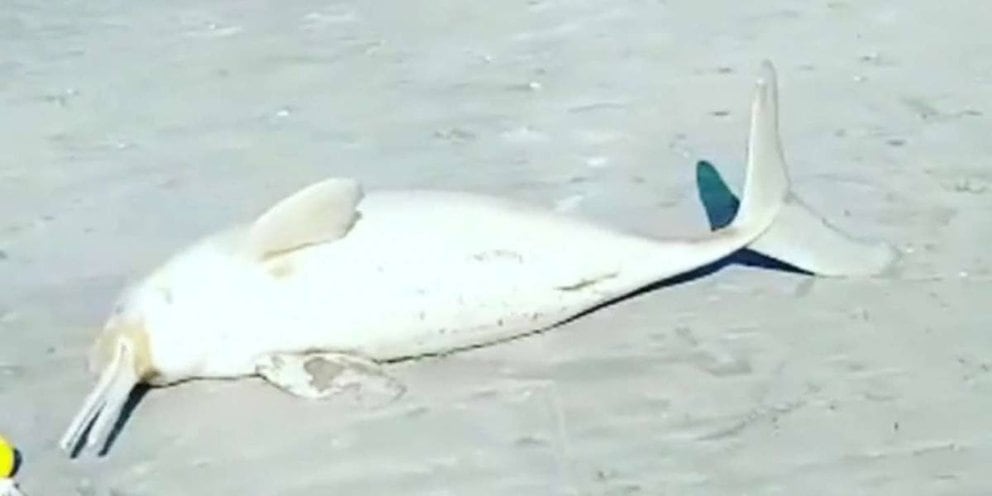 Pescó un delfín, se lo llevó envuelto en mantas y las ONG lo escracharon: “Máxima pena legal”